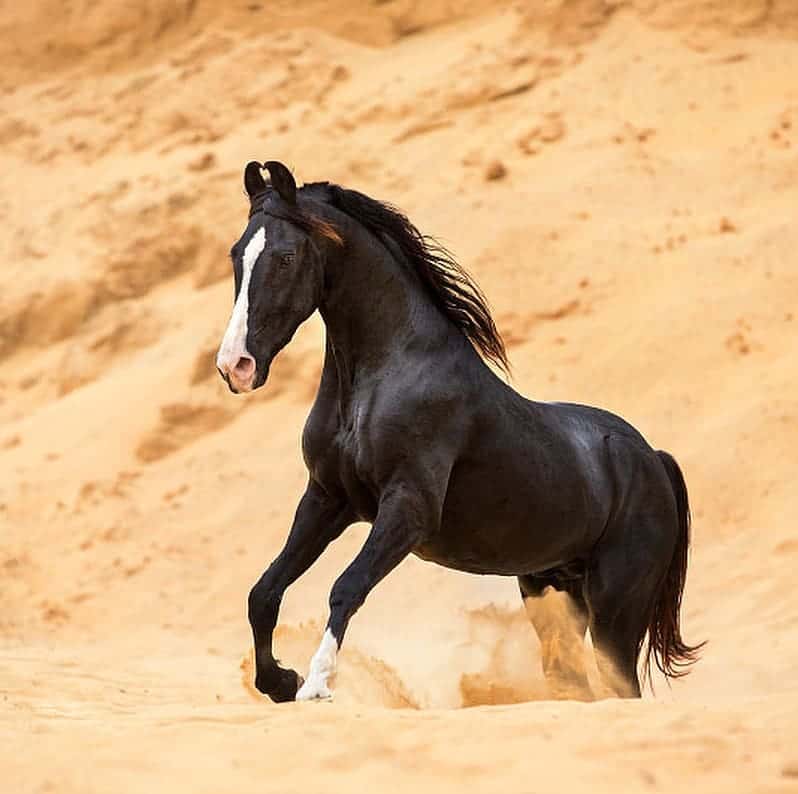 8 Things you didn’t know about the Marwari Horse