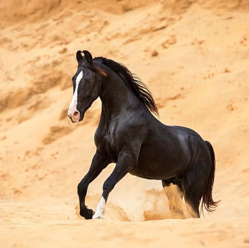 8 Things you didn't know about the Marwari Horse - Seriously Equestrian