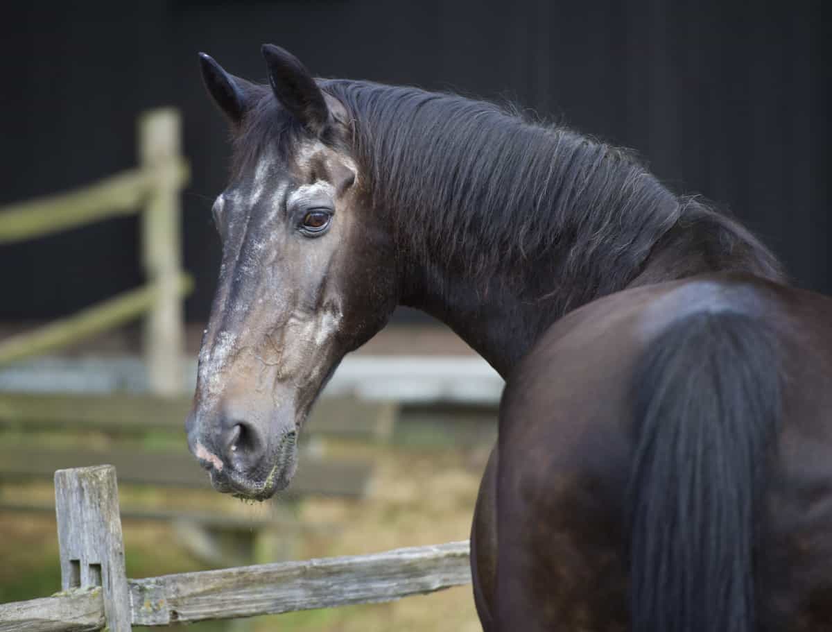 How Long Do Horses Live Seriously Equestrian