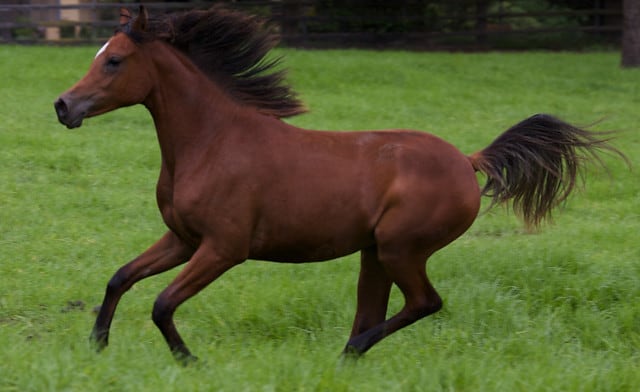 The Top 5 Fastest Breeds Of Horse Seriously Equestrian