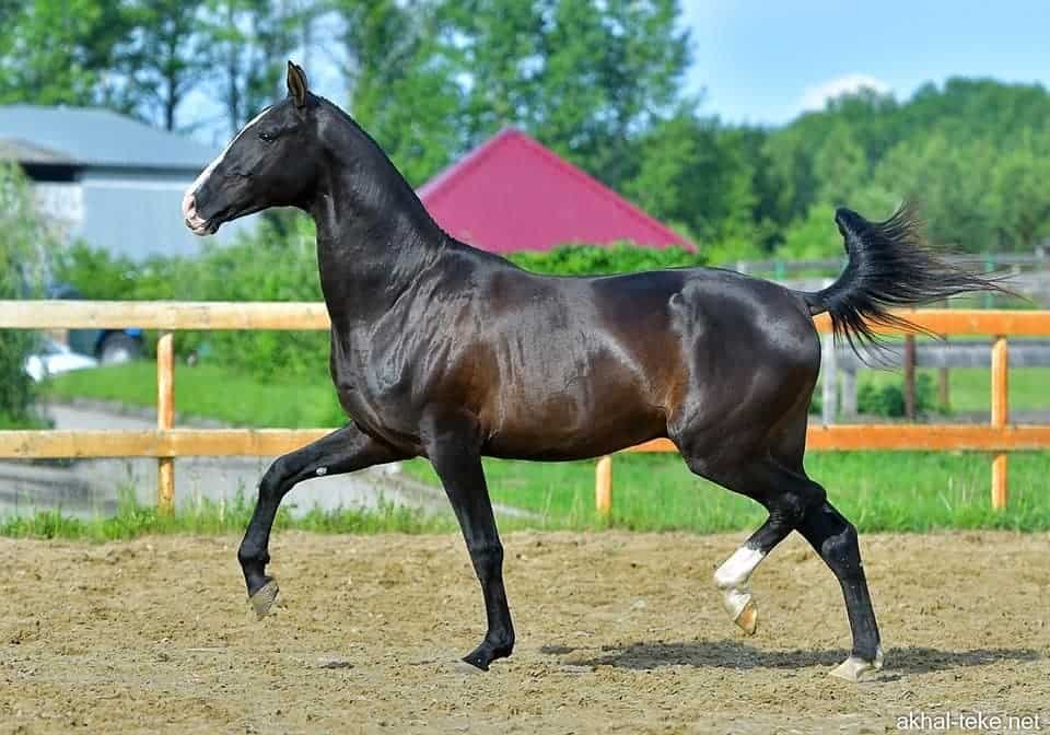 8 Facts about the Akhal Teke Horse - Seriously Equestrian