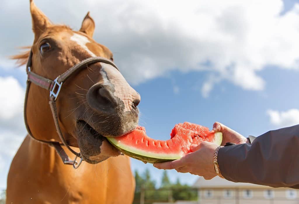 8 Healthy Horse Treats that your horse will love Seriously Equestrian