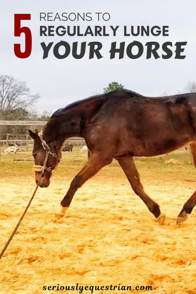 5 reasons to regularly lunge your horse Seriously Equestrian