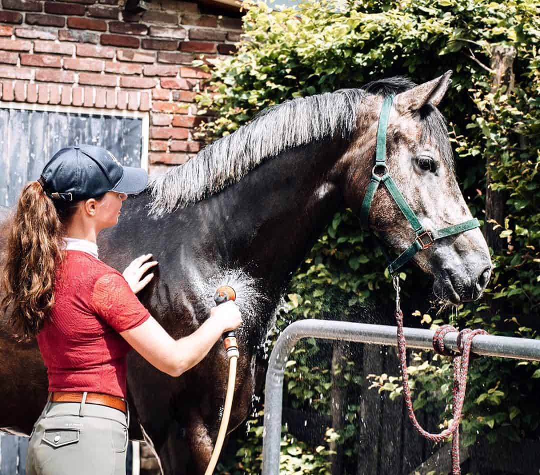 horse grooming