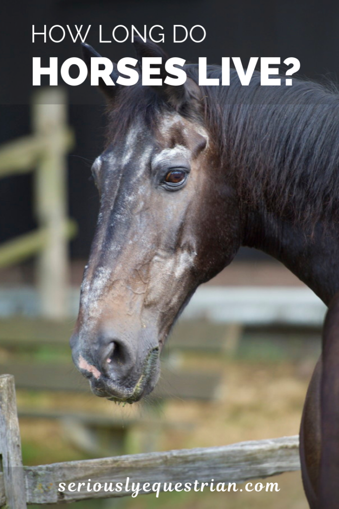 How Long do Horses live? - Seriously Equestrian