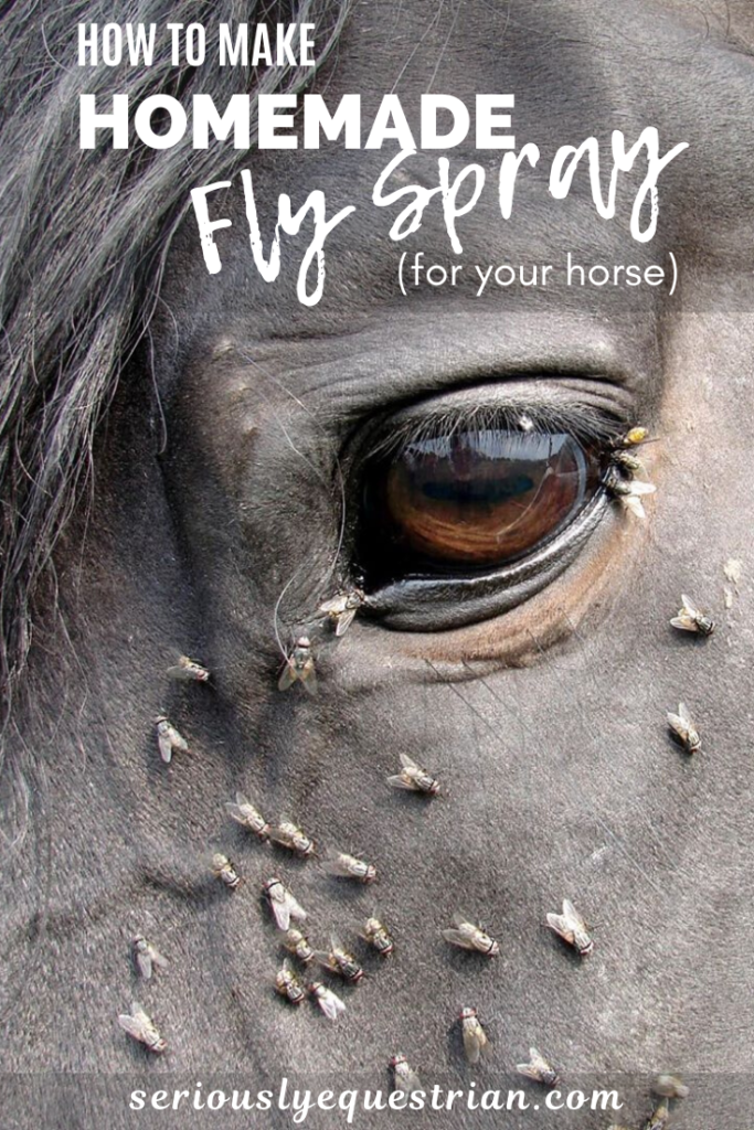 How to make homemade fly spray for your horse Seriously Equestrian