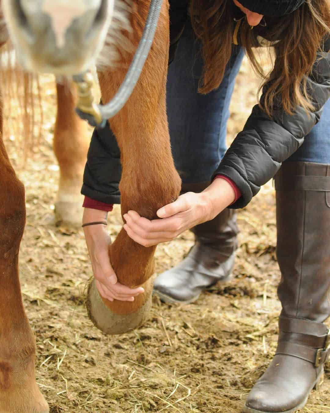 The Benefits of Equine Massage Therapy Seriously Equestrian