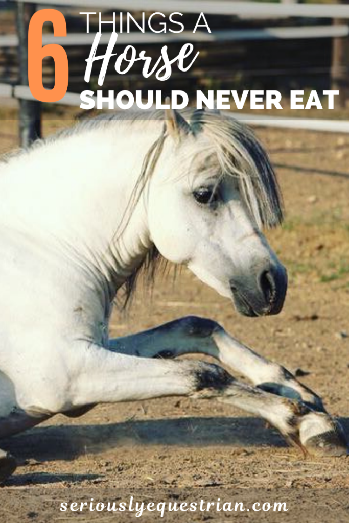 6 Things a Horse Should never eat - Seriously Equestrian