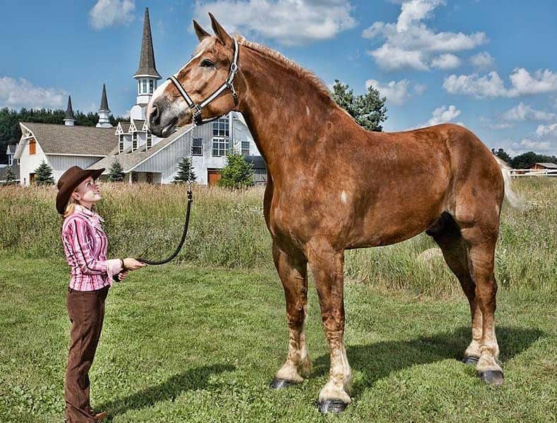 How To Choose The Right Sized Horse Seriously Equestrian