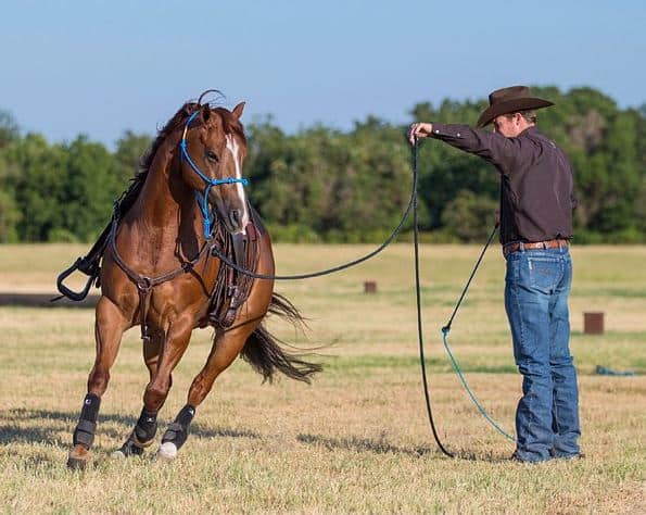 How Long does it take to break in a Horse - Seriously Equestrian