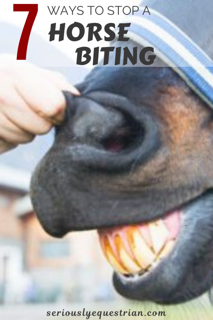 7 Ways to Stop your Horse Biting Seriously Equestrian