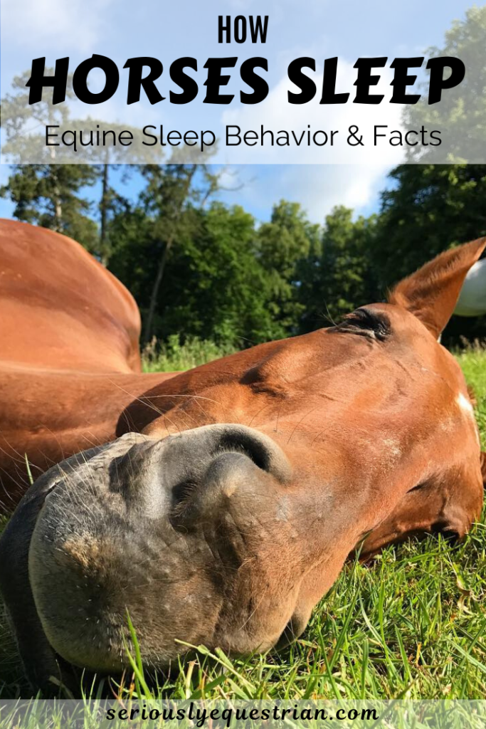 How Horses Sleep Equine Sleep Behavior interesting Facts Seriously