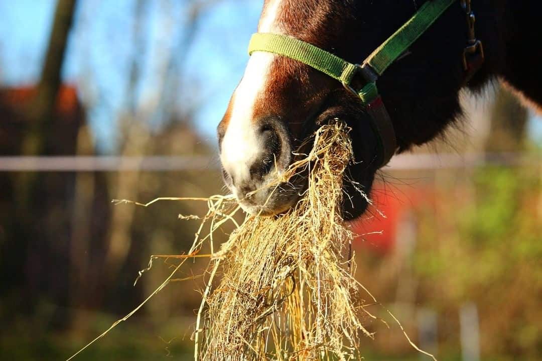 8 tips for Stopping a Horse Eating too Fast Seriously Equestrian