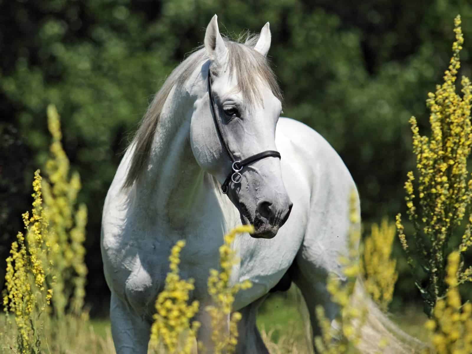 The 5 Most Expensive Horse Breeds In The World Seriously Equestrian