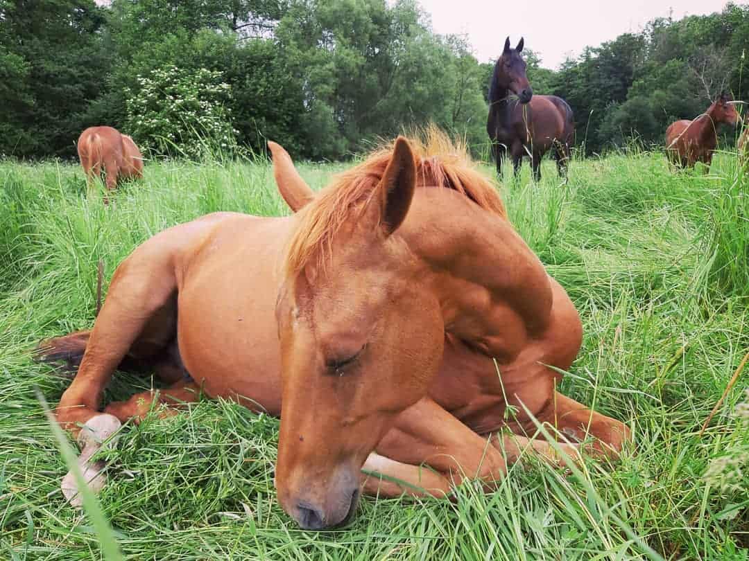 Do horses lie down to sleep at night