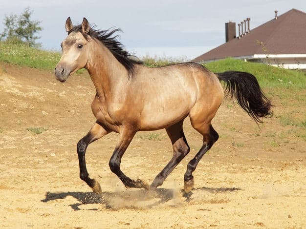 5 Must Know Facts About Dun Horses Seriously Equestrian