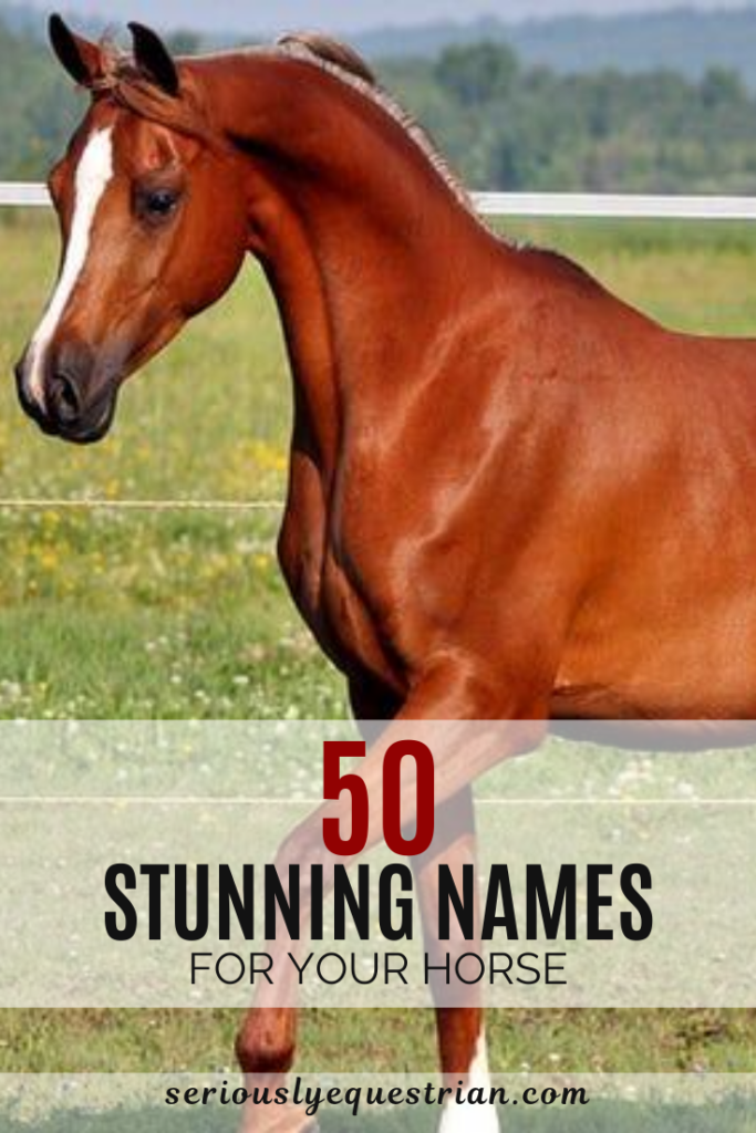 50 Stunning Names For Your Horse Seriously Equestrian
