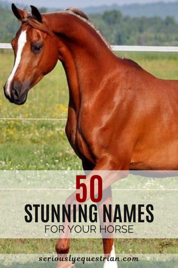 50 stunning names for your Horse - Seriously Equestrian