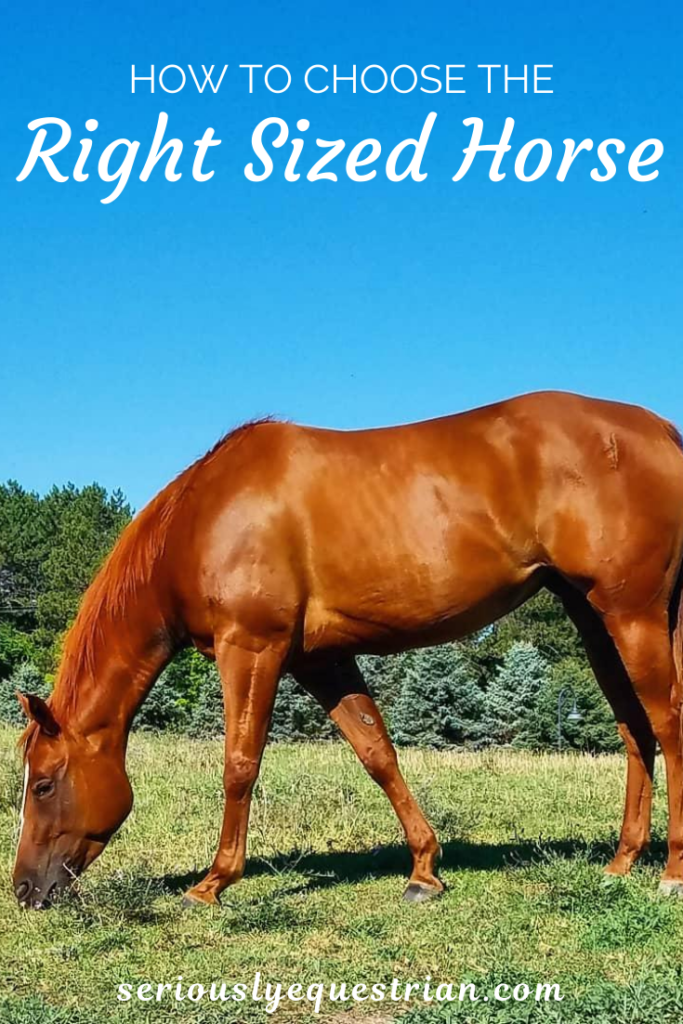 How to Choose the Right Sized Horse Seriously Equestrian