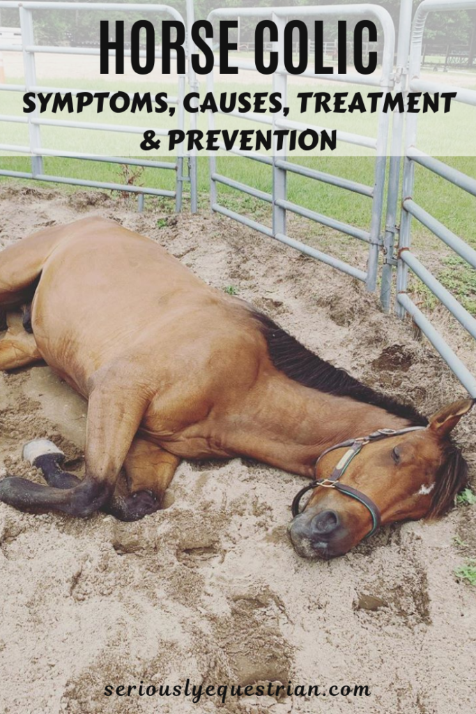 Horse Colic – Symptoms, Causes, Treatment & Prevention - Seriously ...