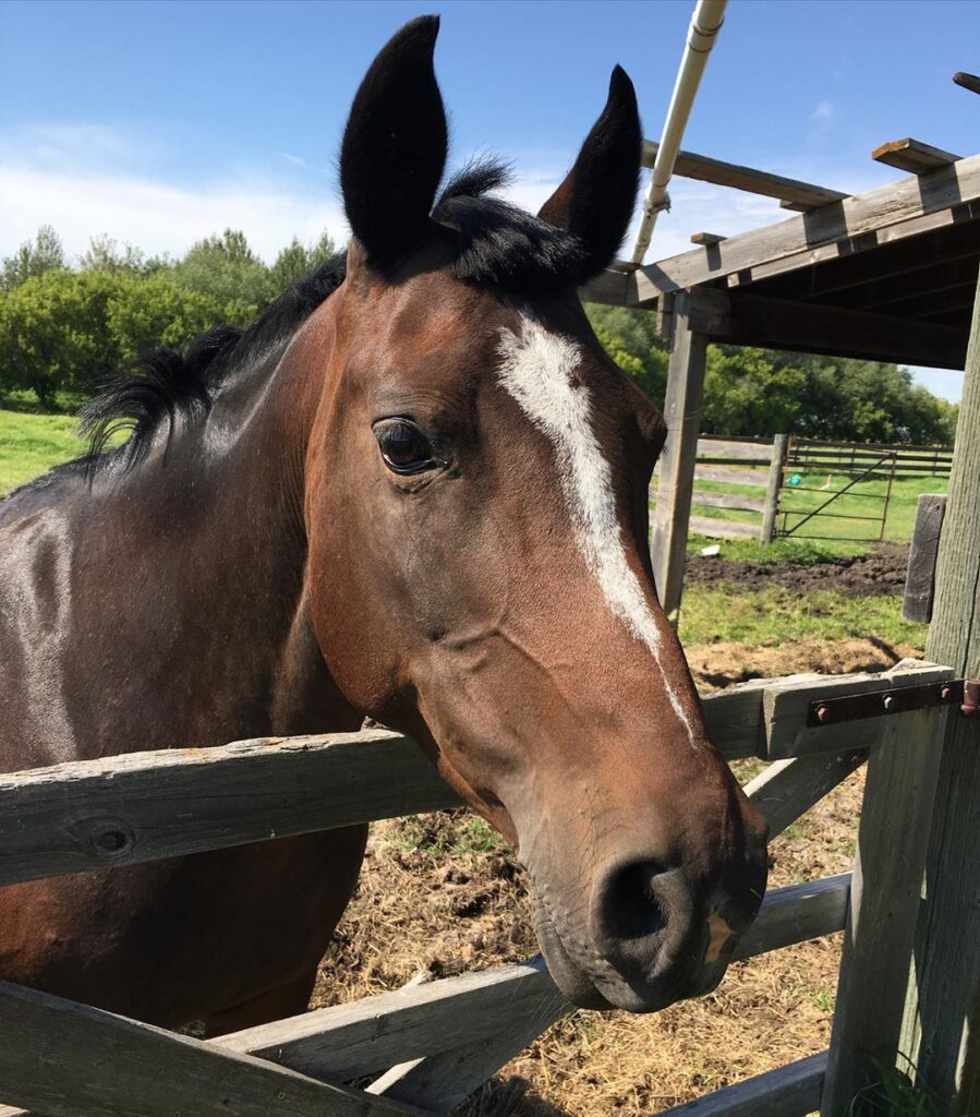 The Pro's and Cons of Leasing a Horse Seriously Equestrian