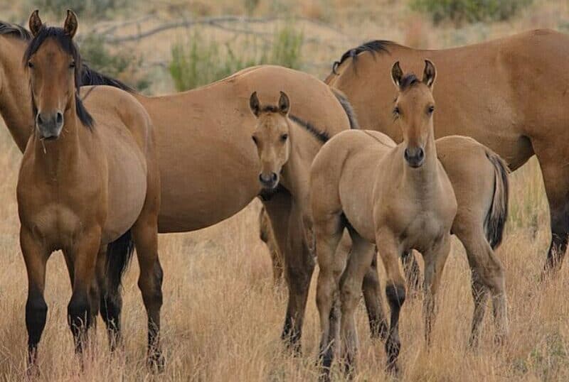 8 interesting Facts about the Kiger Mustang Seriously Equestrian