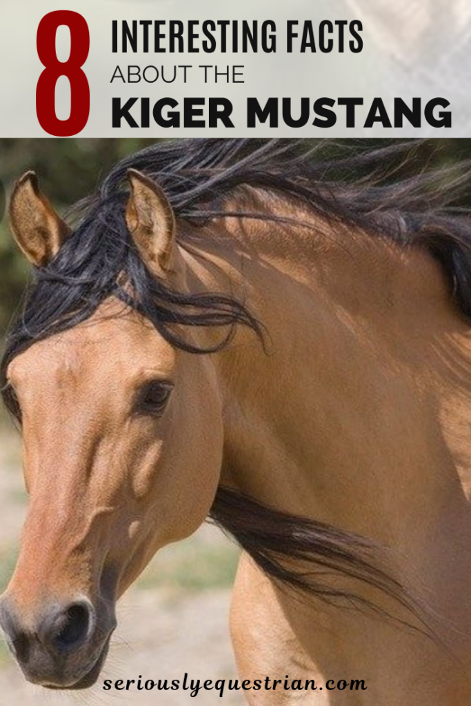 8 interesting Facts about the Kiger Mustang Seriously Equestrian