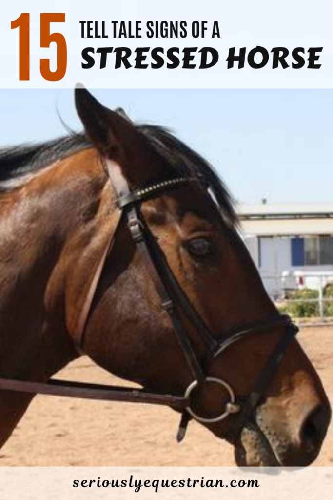 15 Telltale Signs of Stress in Horse Seriously Equestrian