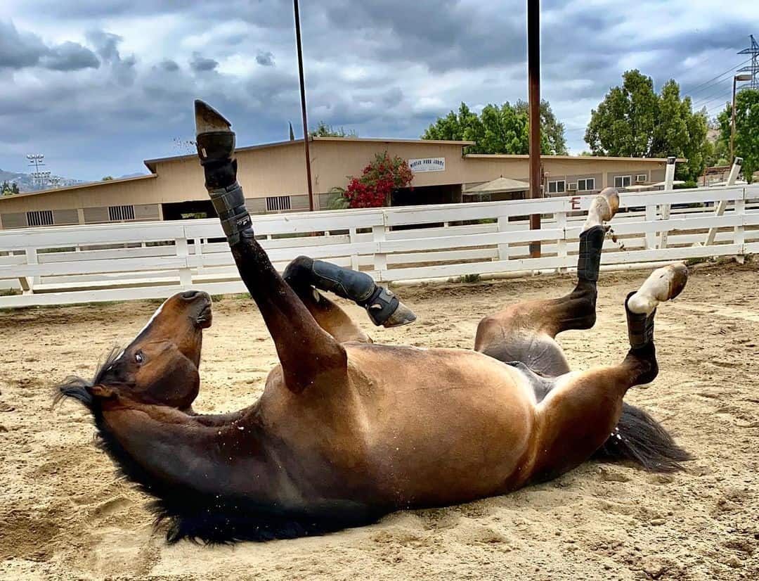 Why do horses roll? Different reasons explained - Seriously Equestrian