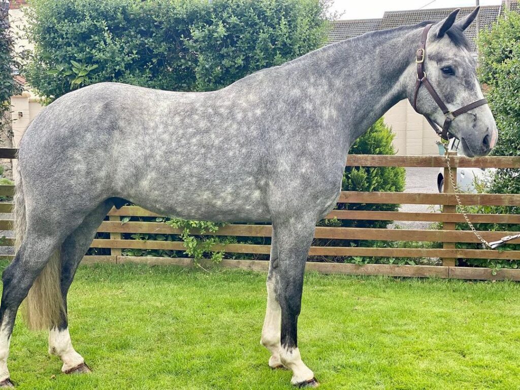 The Best Horse Breeds for Jumping Seriously Equestrian