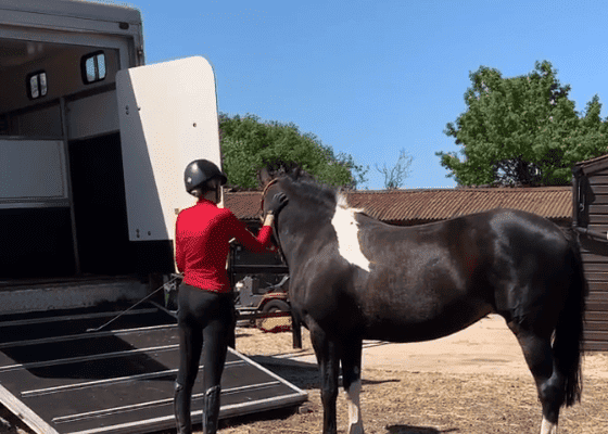  13 Tips for Loading a Difficult to Load Horse