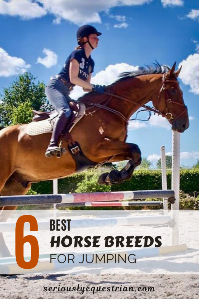 The Best Horse Breeds for Jumping Seriously Equestrian