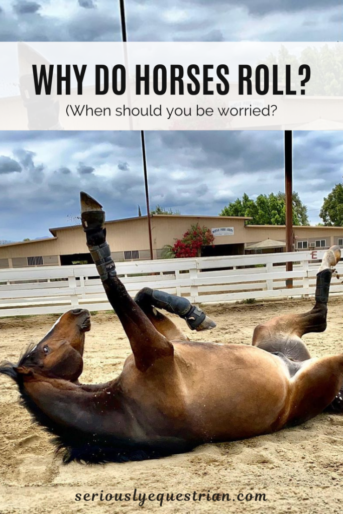 Why do horses roll? Different reasons explained Seriously Equestrian