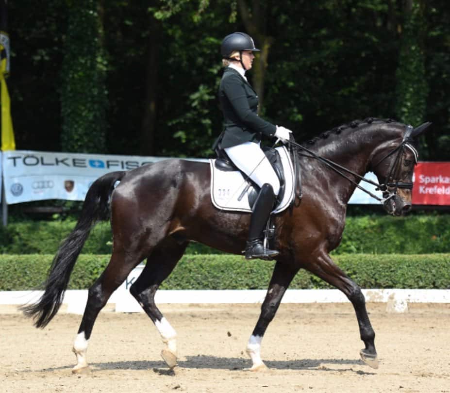 5 Best Horse Breeds for Dressage Seriously Equestrian