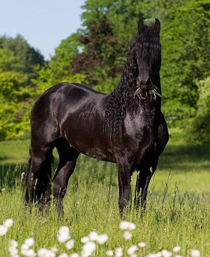 The Friesian Horse - History, Info, & Interesting Facts - Seriously ...