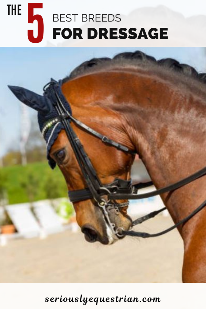 5 Best Horse Breeds for Dressage Seriously Equestrian