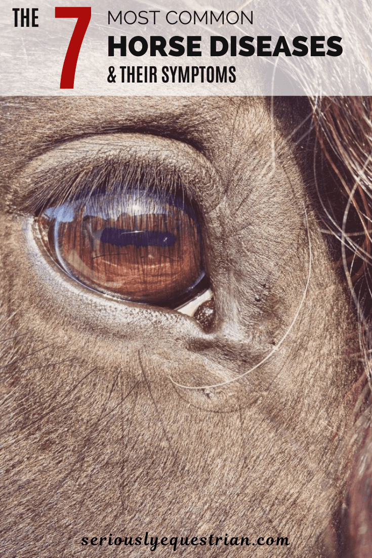 The 7 Most Common Horse Diseases Their Symptoms Seriously Equestrian