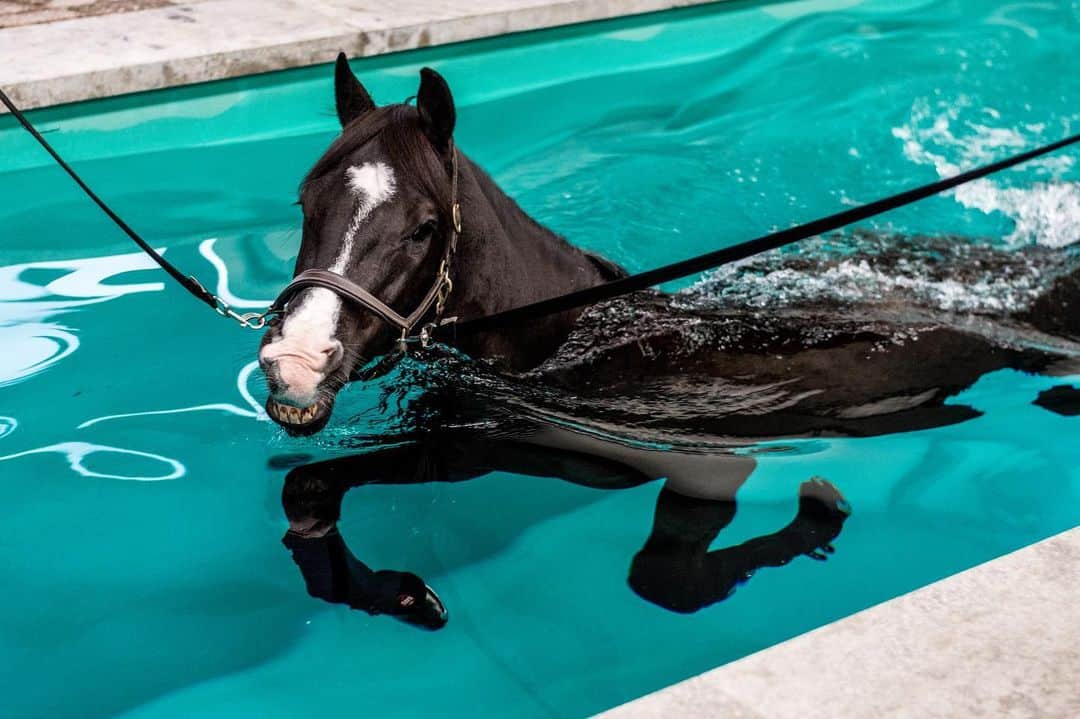 Can Horses Swim? The Facts about horses and swimming Seriously Equestrian