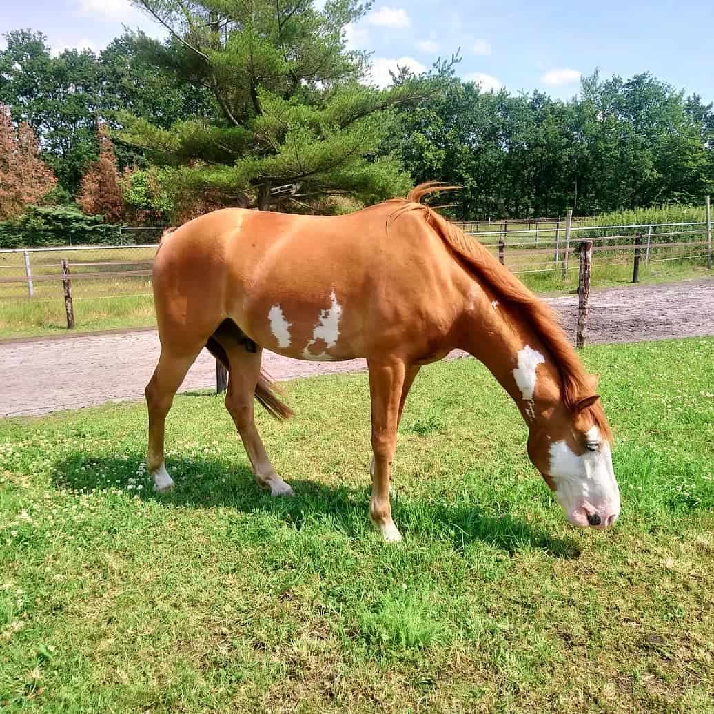 Bald Face Horse and other Horse Markings Explained - Seriously Equestrian