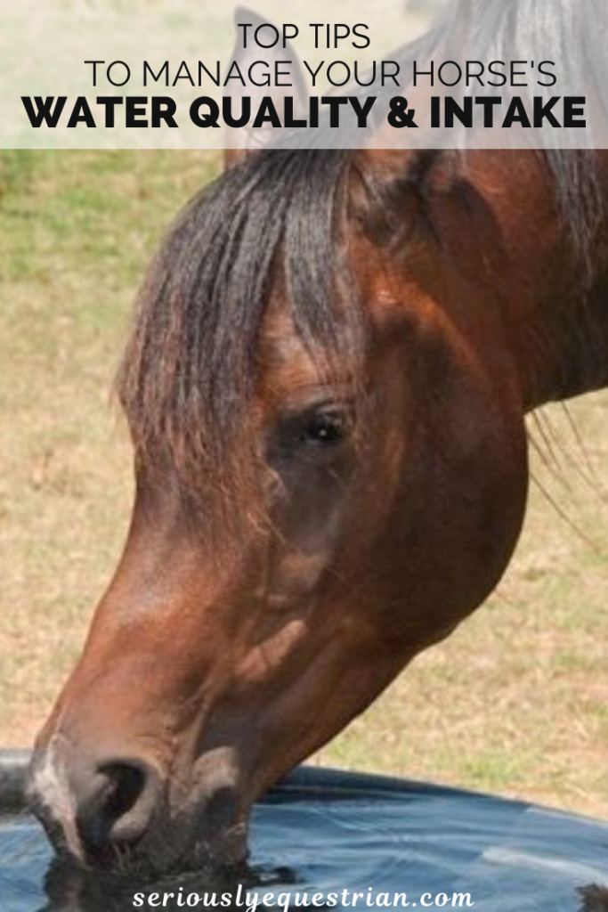Horse Water Needs Tips for managing a Horses Hydration Seriously Equestrian