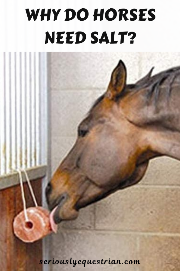 Why do Horses Need Salt? Seriously Equestrian